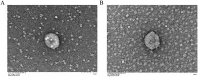 Characterization of miRNA profiling in konjac-derived exosome-like nanoparticles and elucidation of their multifaceted roles in human health